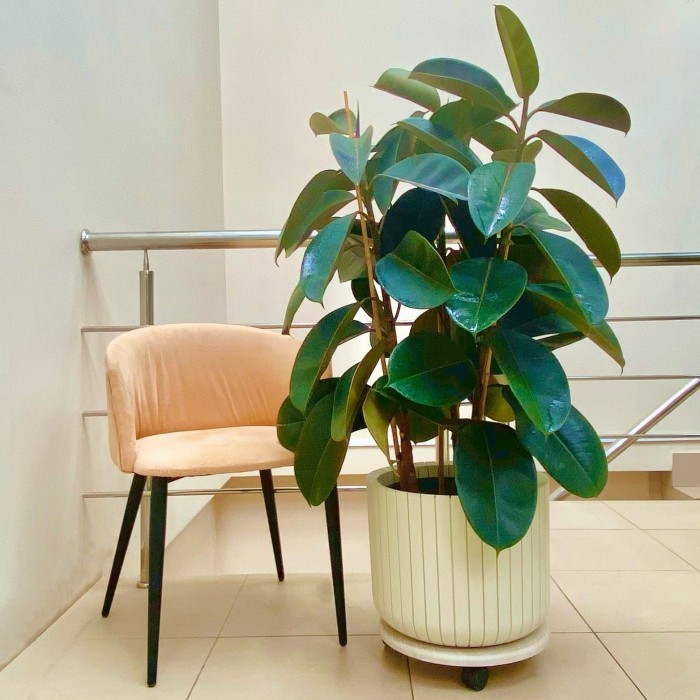 Фикус каучуконосный Абиджан (3 ствола)